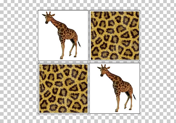 Giraffe Big Cat Terrestrial Animal Wildlife PNG, Clipart, Animal, Animals, Big Cat, Big Cats, Cat Free PNG Download