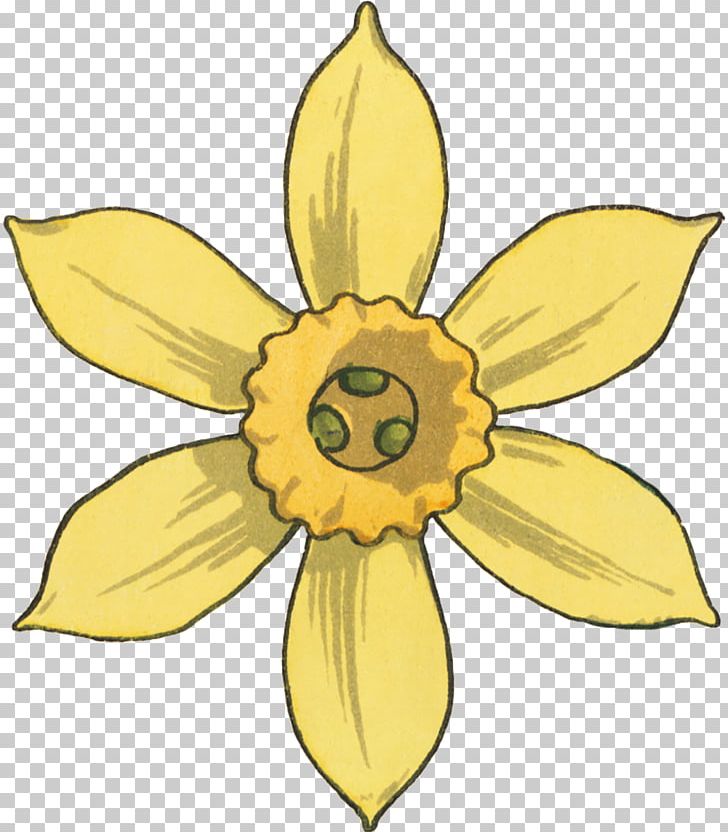 Narcissus Floral Design Pattern PNG, Clipart, Art, Flora, Floral Design, Flower, Flower Fairy Free PNG Download