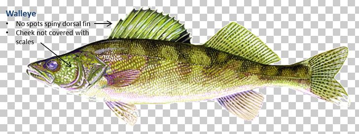 Bass Northern Pike Tilapia Walleye Fishing PNG, Clipart, Animal Figure, Barramundi, Bass, Bluegill, Bony Fish Free PNG Download