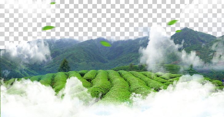 Green Tea Leaf Tea Culture PNG, Clipart, Adobe Illustrator, Chinese Tea, Computer Wallpaper, Encapsulated Postscript, Environmental Free PNG Download