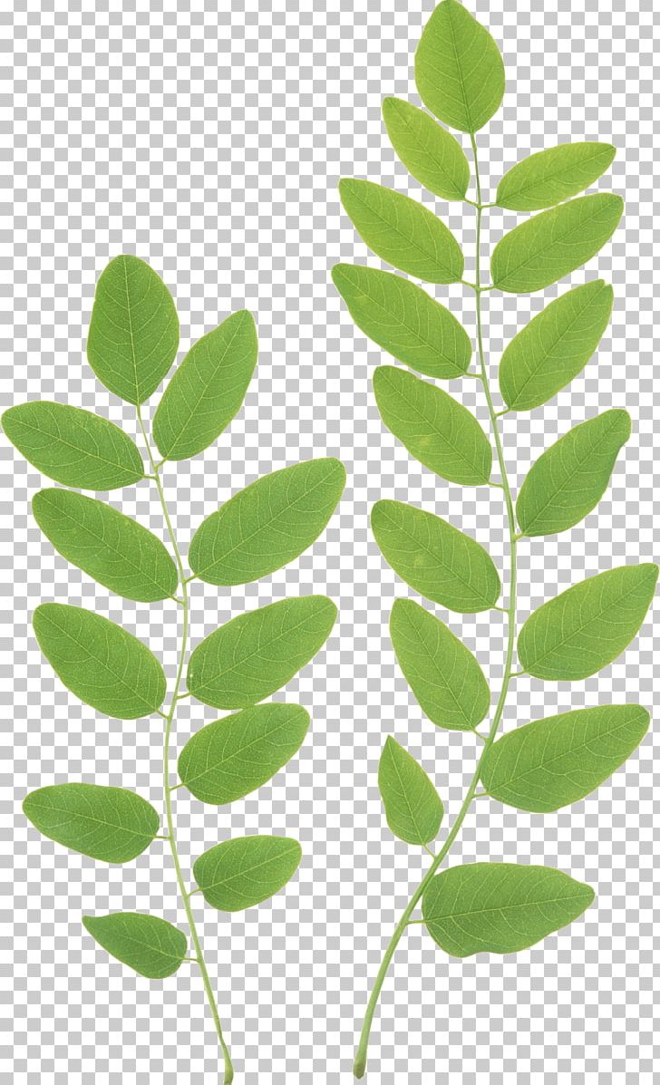 Leaf Green PNG, Clipart, Art Green, Autocad Dxf, Autumn Leaf Color, Beach, Branch Free PNG Download