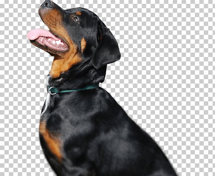 Rottweiler Puppy Dog Breed Guard Dog Great Dane PNG, Clipart, Animal, Animals, Carnivoran, Collie, Desktop Wallpaper Free PNG Download