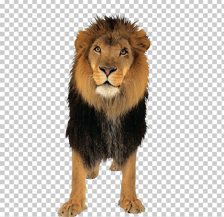Lion PNG, Clipart, Animal, Animals, Beasts, Big Cats, Carnivoran Free PNG Download