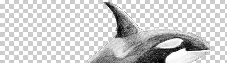 Marine Mammal Killer Whale Nose White Beak PNG, Clipart, Beak, Black And White, Crop, Killer, Killer Whale Free PNG Download