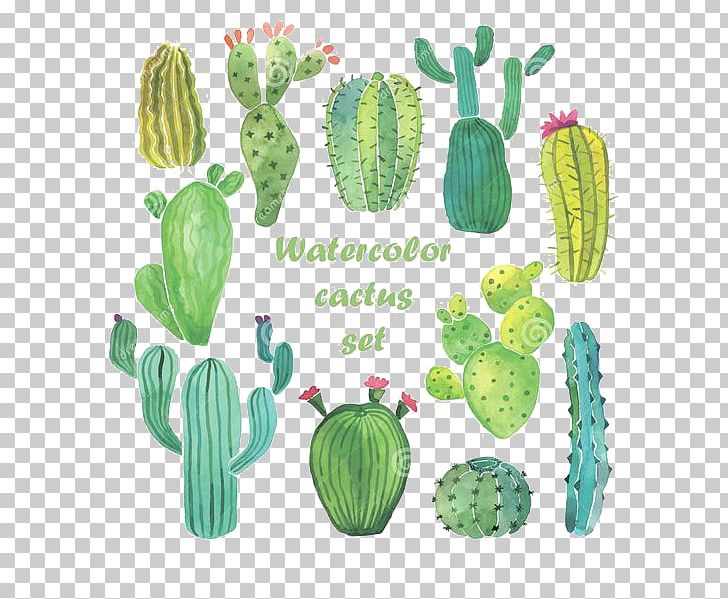 Cactaceae Watercolor Painting Drawing PNG, Clipart, Cactus, Caryophyllales, Flo, Flowering Plant, Fruit Free PNG Download