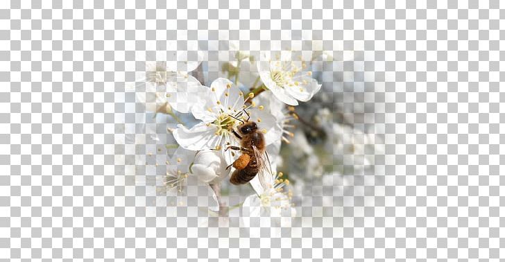 Honey Bee Desktop Cut Flowers PNG, Clipart, Arthropod, Bee, Blossom, Computer, Computer Wallpaper Free PNG Download