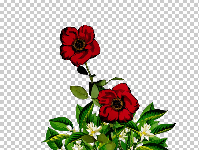 Garden Roses PNG, Clipart, Annual Plant, Biology, Cut Flowers, Floral Design, Flower Free PNG Download