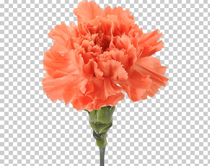 Carnation Cut Flowers Pink Color PNG, Clipart, Arumlily, Blue, Carnation, Carnation Flower, Color Free PNG Download
