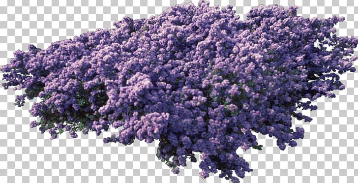 English Lavender Purple PNG, Clipart, Agac, Bush, English Lavender, Lavender, Lilac Free PNG Download
