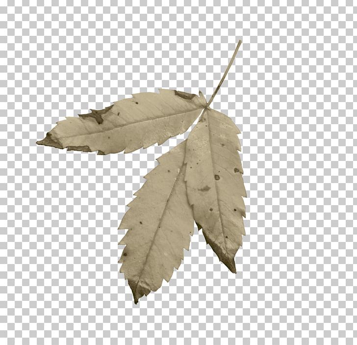 Leaf PNG, Clipart, Autumn, Foliage, Leaf, Sonnet, Tree Free PNG Download