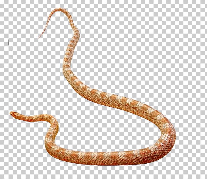 Rattlesnake Vipers Elapid Snakes Cobra PNG, Clipart, Anaconda, Animal, Animal Figure, Animals, Boas Free PNG Download