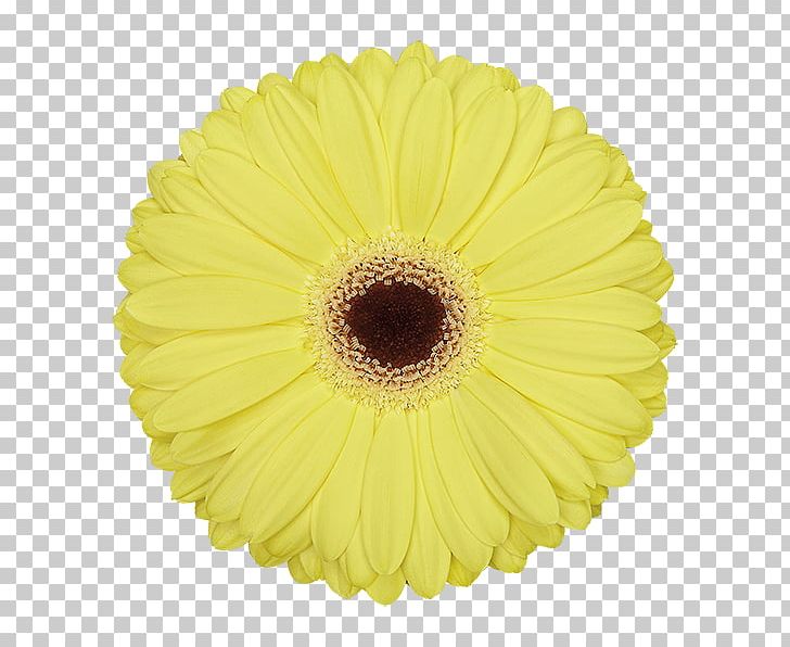 Transvaal Daisy Cut Flowers Petal PNG, Clipart, Cut Flowers, Daisy Family, Flower, Flowering Plant, Gerbera Free PNG Download