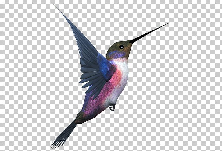 Hummingbird Flight PNG, Clipart, Animals, Beak, Bird, Birdwatching, Blue Free PNG Download