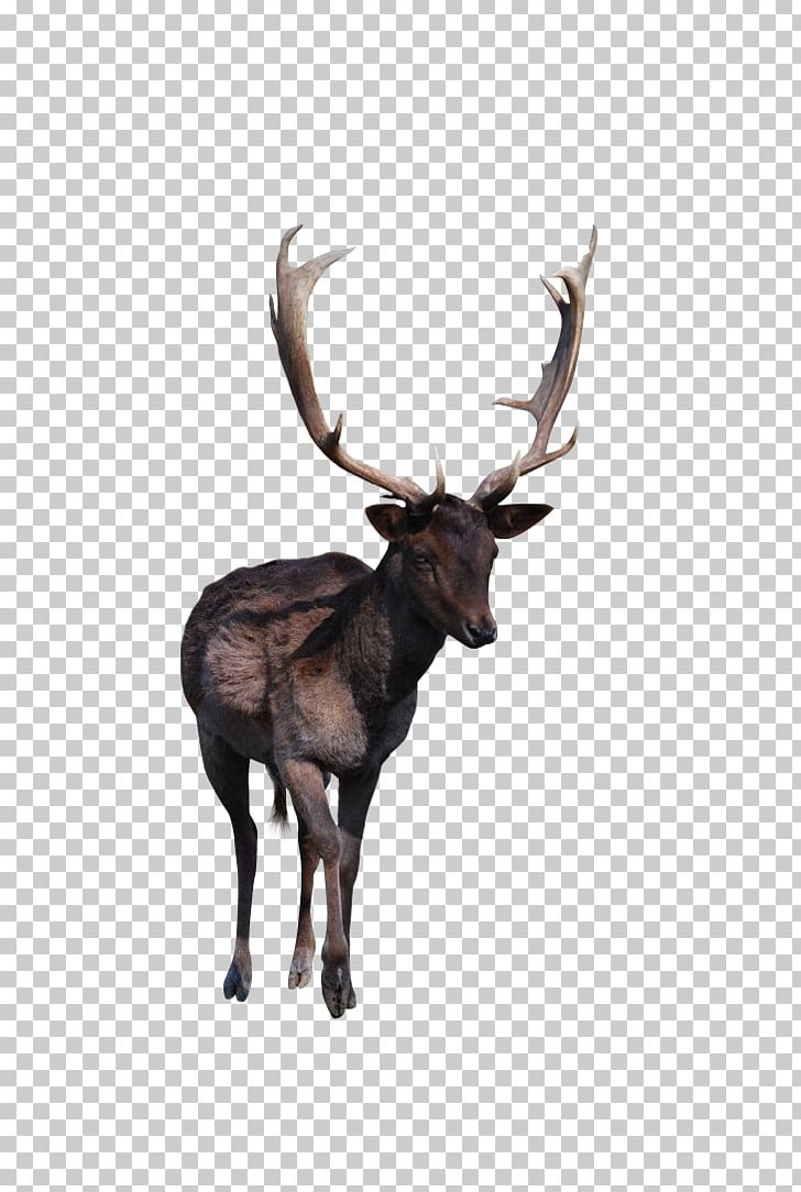 Reindeer Elk Red Deer Antler PNG, Clipart, Adult, Animal, Animals, Antler, Christmas Deer Free PNG Download
