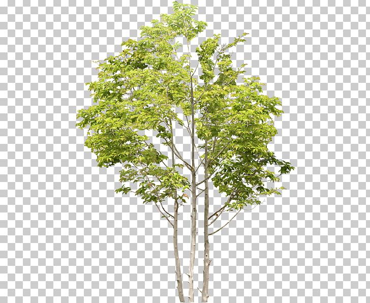 Tree Birch PNG, Clipart, Birch, Branch, Data Conversion, Download, Flowering Plant Free PNG Download