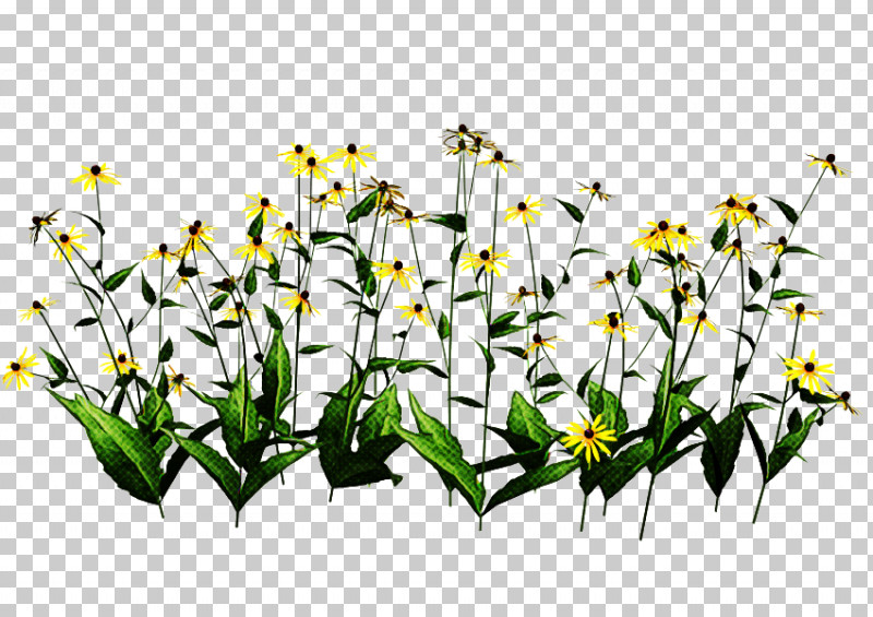 Flower Plant Wildflower Plant Stem Pedicel PNG, Clipart, Flower, Grass, Pedicel, Plant, Plant Stem Free PNG Download