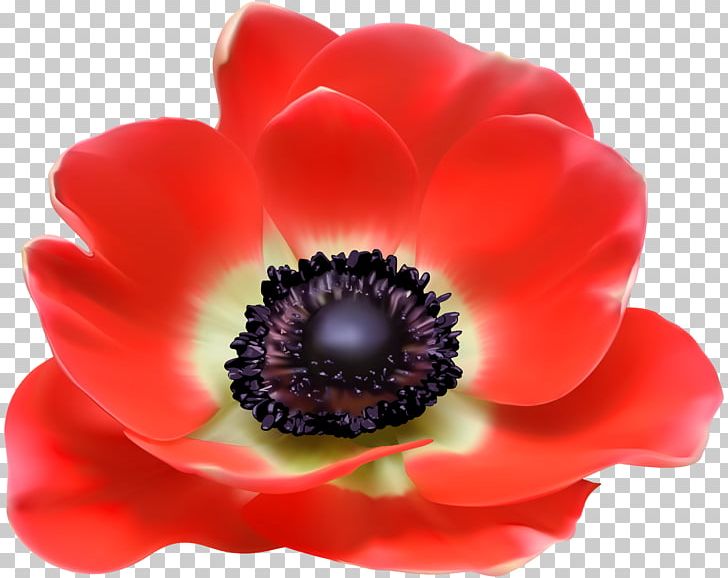 Art PNG, Clipart, 3 Flower Red, Anemone, Art, Brochure, Computer Icons Free PNG Download