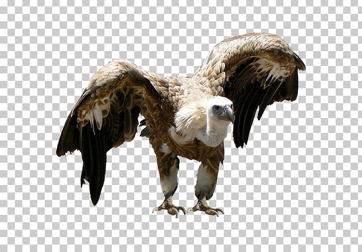 Bald Eagle Vulture Beak Feather PNG, Clipart, 1 X, Accipitriformes, Animals, Bald Eagle, Beak Free PNG Download