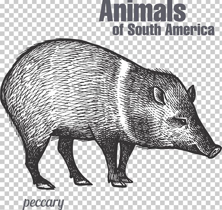 Peccary Drawing Sketch PNG, Clipart, Animal, Animals, Art, Black And White, Boar Free PNG Download