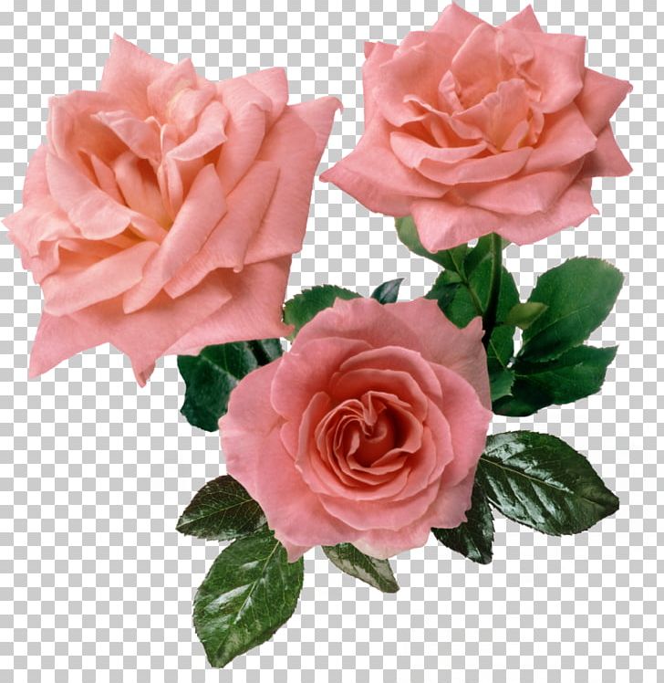 Rose Flower Pink PNG, Clipart, Artificial Flower, China Rose, Clock, Color, Cut Flowers Free PNG Download