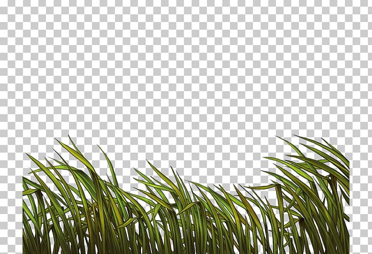 Wheatgrass Tree PNG, Clipart, Grass, Grass Family, Nature, Plant, Tree Free PNG Download