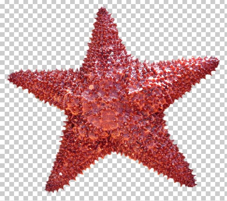 Starfish Do It Yourself PNG, Clipart, Animals, Costume, Do It Yourself, Drawing, Echinoderm Free PNG Download