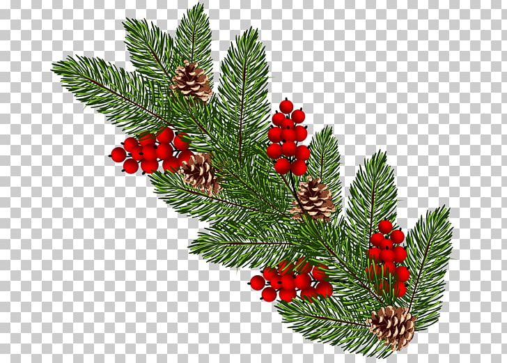 Christmas Ornament Conifer Cone PNG, Clipart, Branch, Christmas, Christmas Decoration, Christmas Ornament, Christmas Tree Free PNG Download