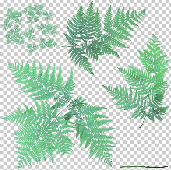 Fern Leaf Vascular Plant Bracken PNG, Clipart, Black And White, Bracken, Branch, Dactylis, Dactylis Glomerata Free PNG Download