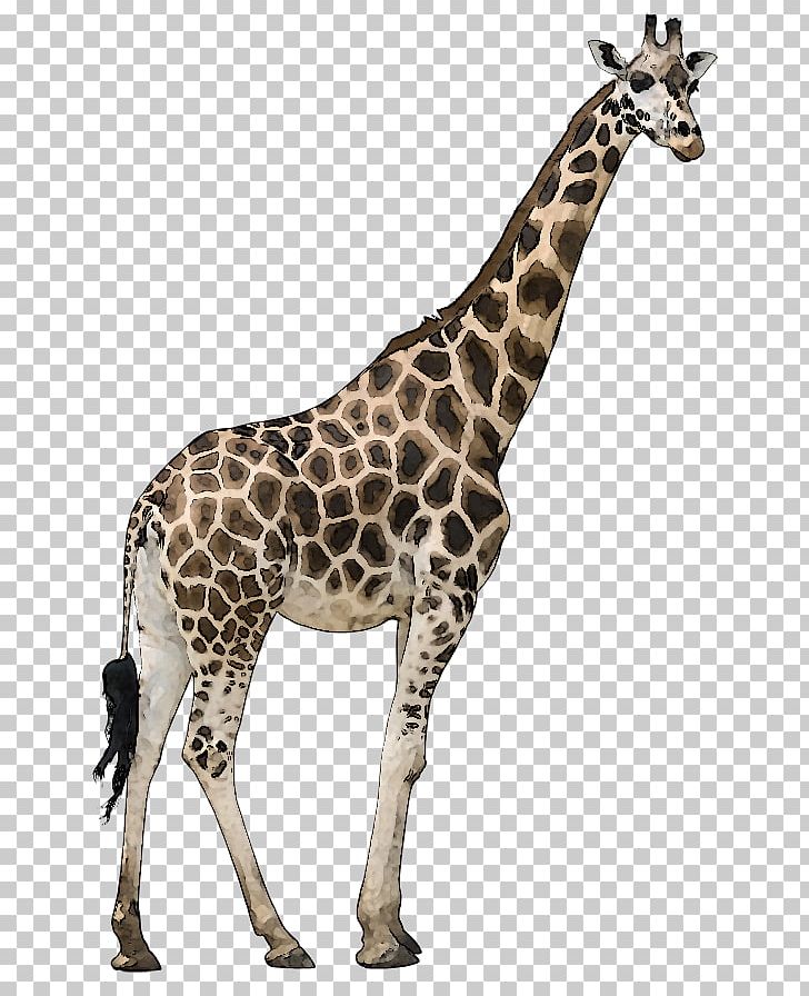 Reticulated Giraffe Okapi Stock Photography Stock.xchng PNG, Clipart, Animal Wildlife Cliparts, Fauna, Fotolia, Giraffe, Giraffidae Free PNG Download