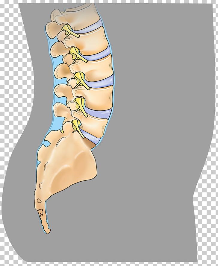 Anterior Cervical Discectomy And Fusion Spinal Fusion Minimally Invasive Spine Surgery PNG, Clipart, Ache, Amp, Anatomy, Back Pain, Brain Free PNG Download