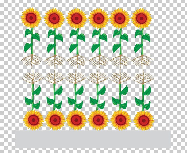 Common Sunflower Function-spacer-lipid Kode Construct Sunflower Seed Architectural Engineering Floral Design PNG, Clipart, Chrysanthemum, Chrysanths, Common Sunflower, Cut Flowers, Daisy Family Free PNG Download