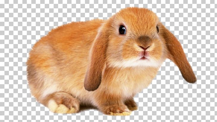 Dog European Rabbit Hamster Taking Care Of Your Rabbit PNG, Clipart, Animal, Animals, Cat Litter Trays, Dog, Domestic Rabbit Free PNG Download