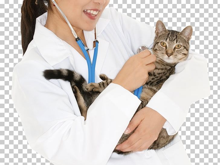 Kitten Cat Stethoscope PNG, Clipart, Animals, Arm, Cat, Cat Like Mammal, Kitten Free PNG Download