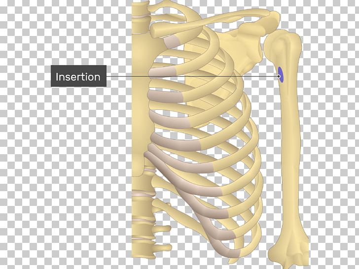 Shoulder Teres Major Muscle Teres Minor Muscle Origin And Insertion PNG, Clipart, Anatomy, Antagonist, Bone, Deltoid Muscle, Fantasy Free PNG Download