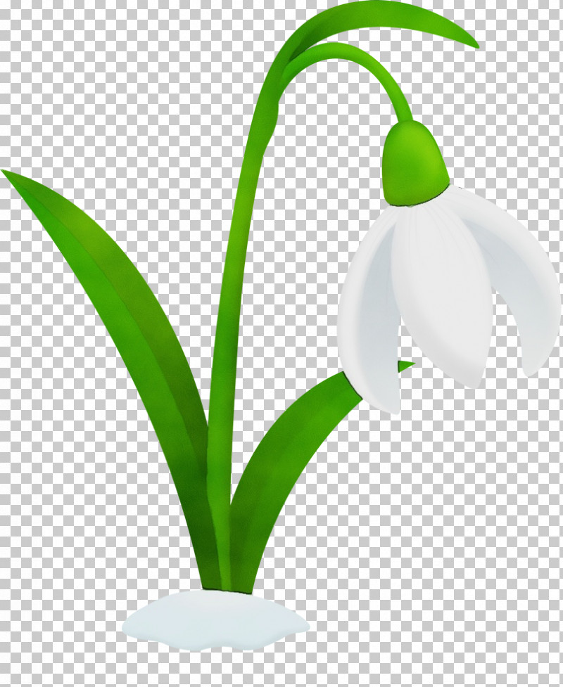 Plant Stem Flowerpot Galanthus M Snowdrop Flower PNG, Clipart, Biology, Flower, Flowerpot, Galanthus M, Paint Free PNG Download