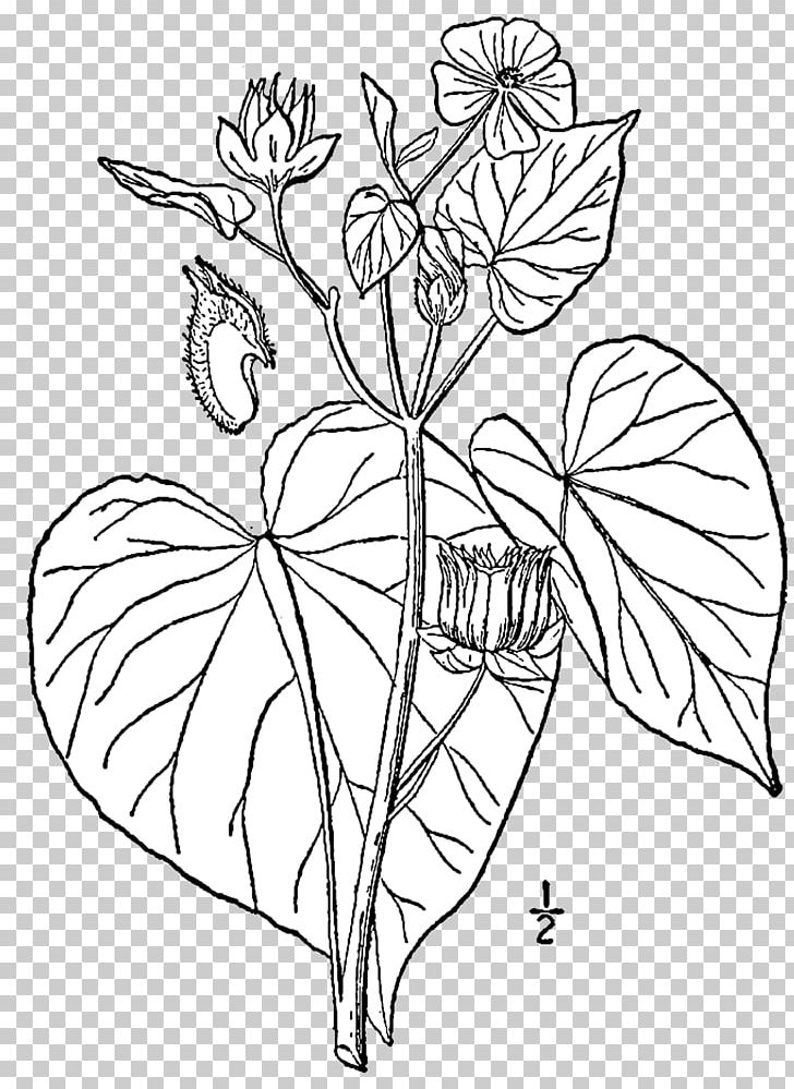 Abutilon Theophrasti Drawing Jute Weed Garden PNG, Clipart, Black And White, Branch, Color, Coloring Book, Corchorus Olitorius Free PNG Download