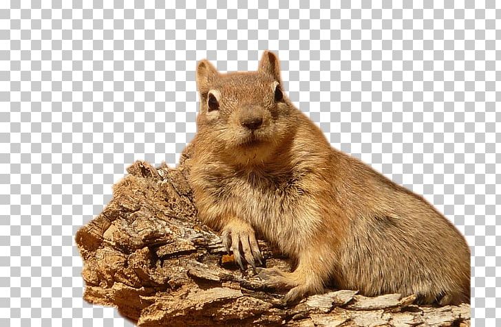 Golden-mantled Ground Squirrel Grizzly Paper Rodent PNG, Clipart, Animals, Birthday, Castor, Chipmunk, Editing Free PNG Download