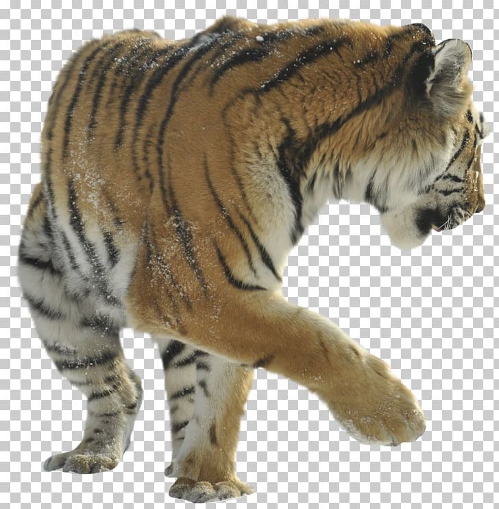 Felidae Lion Cat Cheetah Bengal Tiger PNG, Clipart, Animal, Animals, Bengal Tiger, Big Cat, Big Cats Free PNG Download