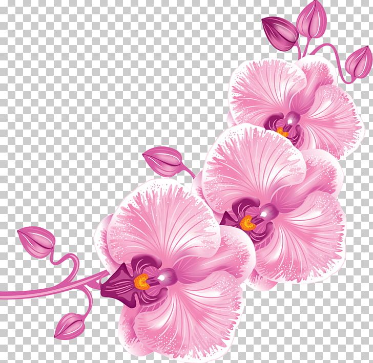 Moth Orchids Orchidea PNG, Clipart, Animals, Cattleya Orchids, Desktop Wallpaper, Floral Design, Flower Free PNG Download