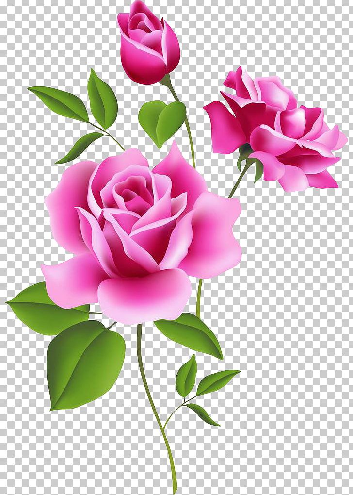 Rose Pink Flower Free Content PNG, Clipart, Bud, Cut Flowers, Floral Border, Floral Design, Floral Frame Free PNG Download