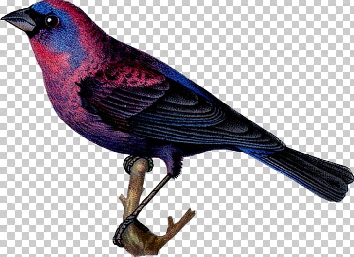 Bird Finches Paper PNG, Clipart, Animals, Art, Beak, Bird, Craft Free PNG Download