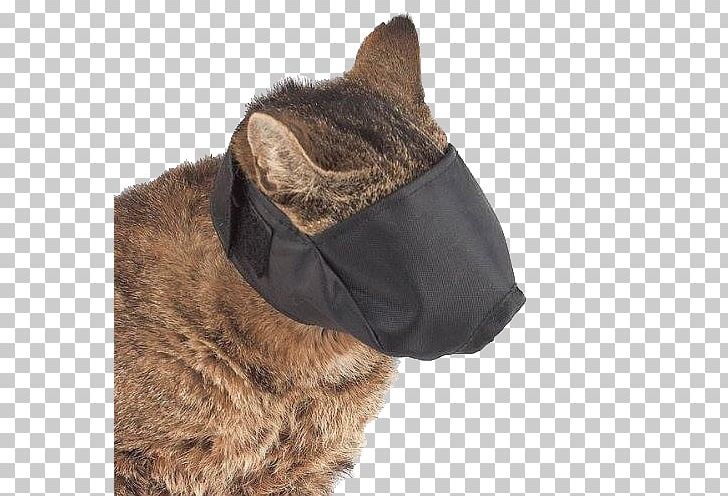 Cat Dog Muzzle Kitten Pet Sitting PNG, Clipart, Animals, Cat, Cat Litter Trays, Cat Training, Collar Free PNG Download