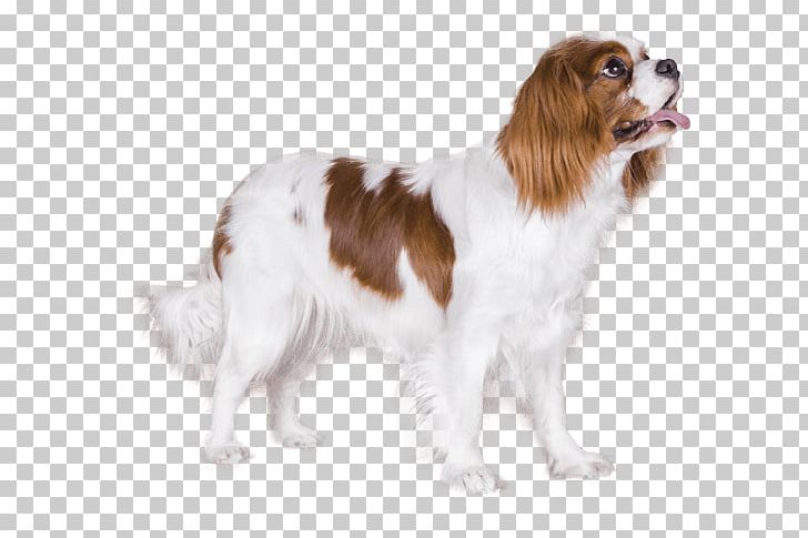 Drentse Patrijshond Cavalier King Charles Spaniel Kooikerhondje Dog Breed PNG, Clipart, Breed, Carnivoran, Cavalier King Charles Spaniel, Coat, Companion Dog Free PNG Download