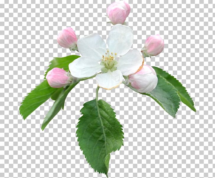 Flower Apples Bokmärke Blume PNG, Clipart, Apples, Belles, Blossom, Blume, Botany Free PNG Download