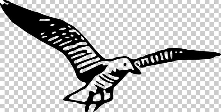 Gulls PNG, Clipart, Arm, Art, Beak, Bird, Black And White Free PNG Download