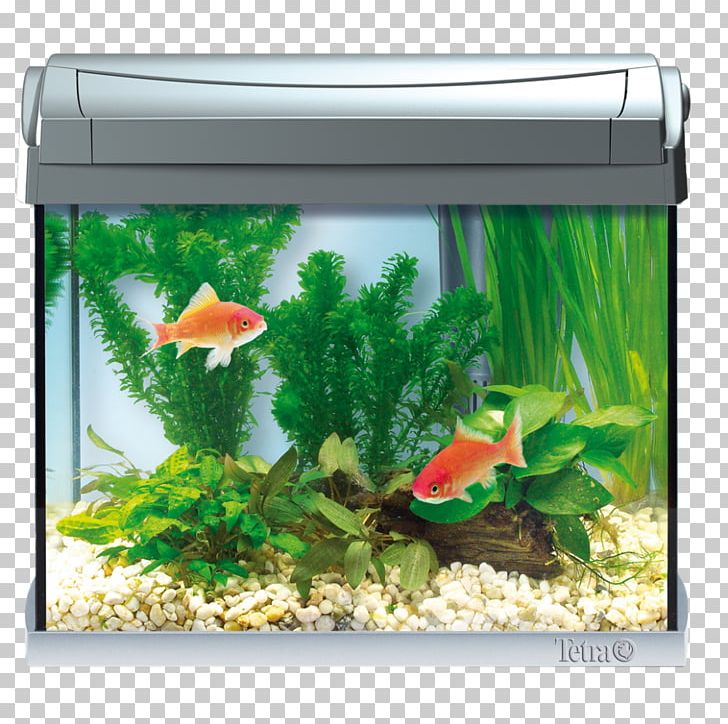 Goldfish Siamese Fighting Fish Aquarium Tetra 0 PNG, Clipart, Animals, Aquarium, Aquarium Decor, Aquatic Plant, Artikel Free PNG Download