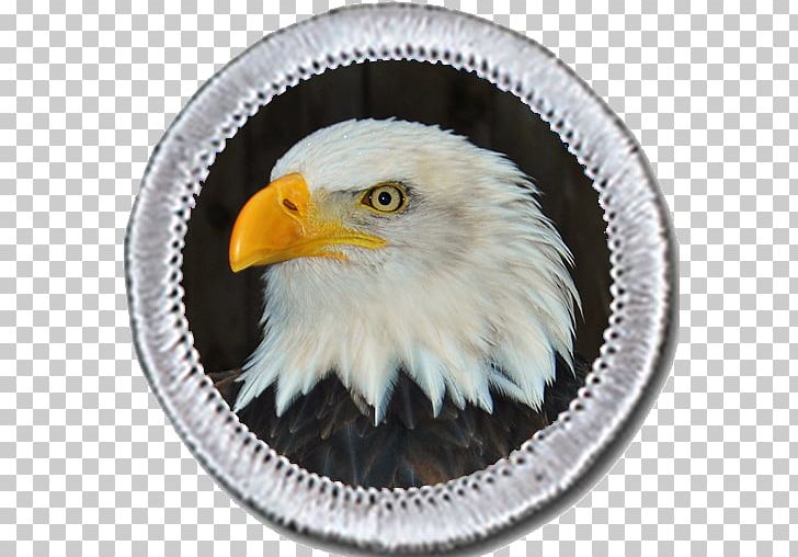 Merit Badge Boy Scouts Of America Cub Scouting Eagle Scout PNG, Clipart,  Free PNG Download