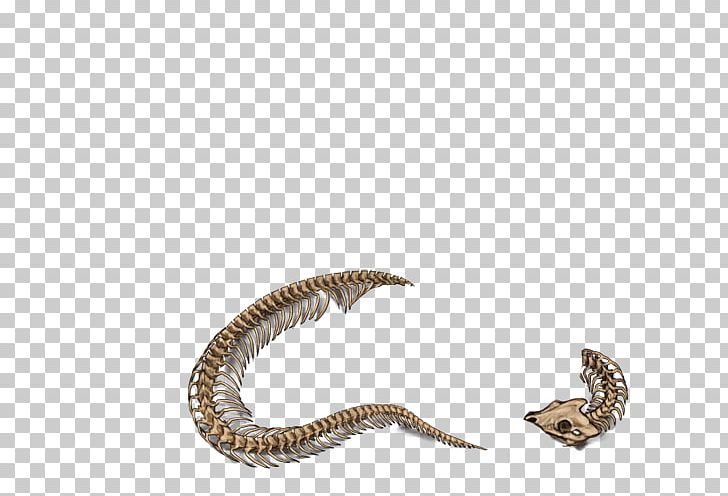 Snake Skeleton Rattlesnake Skull PNG, Clipart, African Mantis, Animals, Bone, Common Warthog, Exhausted Lover Free PNG Download