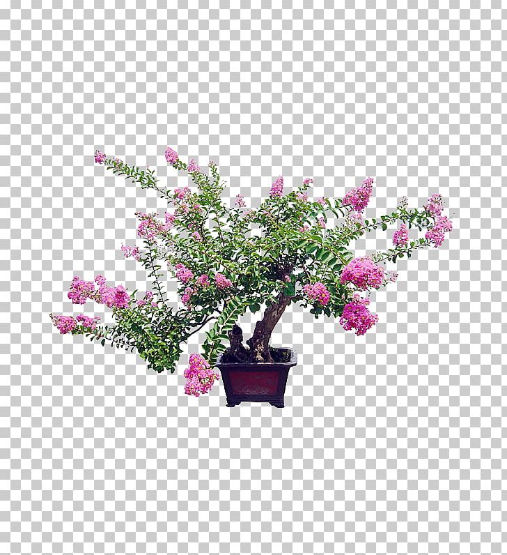 Crepe-myrtle Bonsai Flowerpot Benih Macrophanerophytes PNG, Clipart, Artificial Flower, Benih, Bonsai, Branch, Celtis Sinensis Free PNG Download