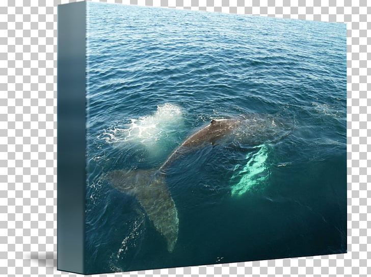 Gray Whale Ocean 52-hertz Whale Dolphin PNG, Clipart, 52hertz Whale, Animals, Baleen Whale, Blue Whale, Cetacea Free PNG Download